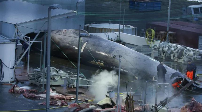 Governo da Islândia reautoriza caça às baleias