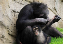 Bebê chimpanzé corre para abraçar mãe adotiva