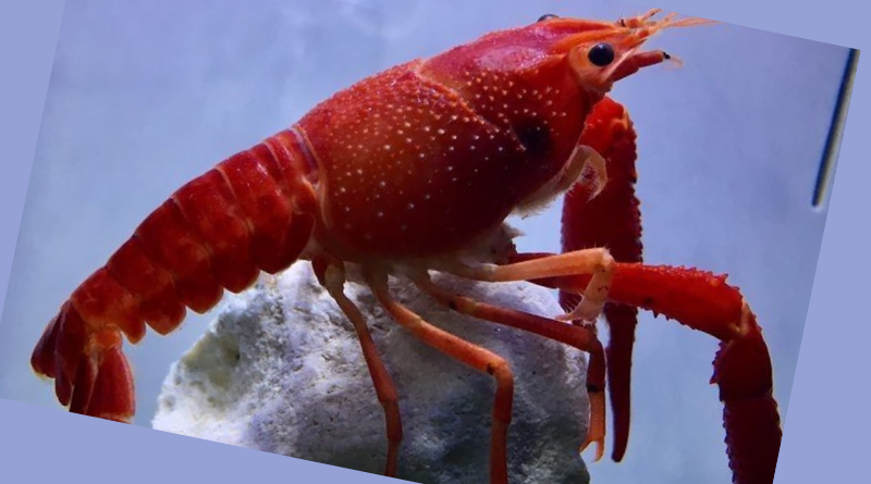 Turista pede lagosta em restaurante na Itália e devolve-a ao mar