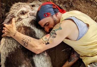 Dez porcos abatidos em santuário animal italiano
