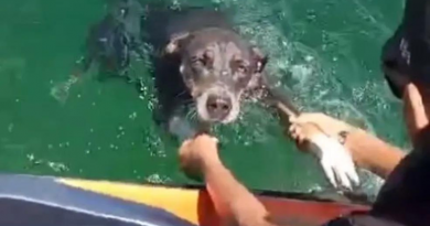 Pai e filho salvam cachorrinha no meio do rio São Francisco