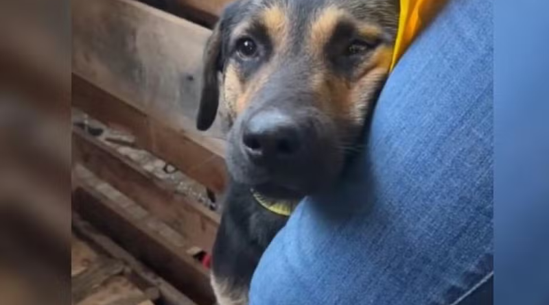 Cachorro abraça perna de veterinária após resgate no sul do Brasil