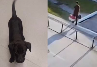 Homem abandona cachorro em aeroporto após recusa no embarque