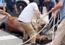 Égua de carruagem desmaia e morre em Nova York